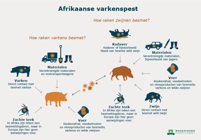 Hoe varkens en wilde zwijnen besmet kunnen raken met Afrikaanse varkenspest (AVP) 