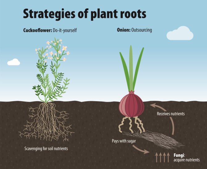 Figure: Plant root strategies. Plant roots worldwide vary in their strategy for obtaining nutrients. Do-it-yourselfers have all their equipment on baord. Outsourcers form alliances with soil fungi in exchange for sugars.