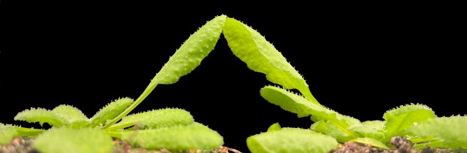 Leaves of two Arabidopsis thaliana plants sensing each other via light and surface touch and preventing being overshadowed by the other plant by raising their leaves. Photo: Ronald Pierik.