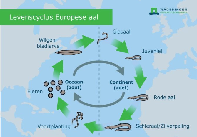 Levenscyclus Europese aal