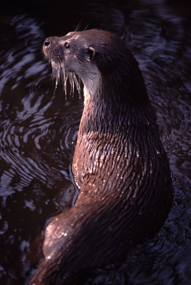 De otter (© Hugh Jansman)
