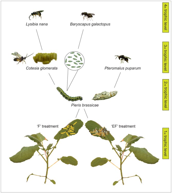 Trophic network on Brassica nigra in the field study. EF plants were exposed to P. brassicae eggs, and then eaten (Feeding; plant on right) while F plants were only exposed to being eaten (Feeding; plant on left). Illustration: www.bugsinthepicture.com. 