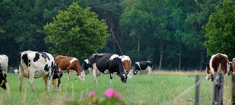 Climate smart livestock farming