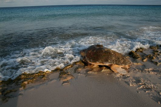 Een zeeschildpad met zender gaat terug de zee in (© Mabel Nava).