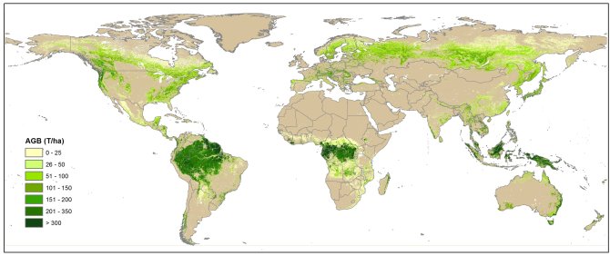 The GEOCARBON global forest biomass map at 0.01°. Forest areas according to the GLC2000 map.