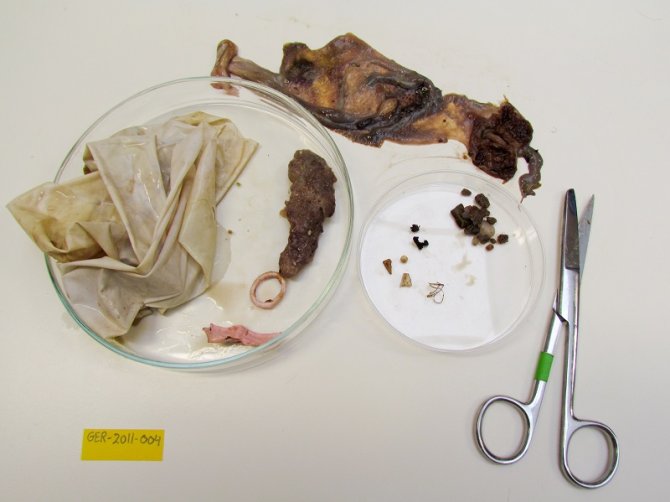 The sorted contents of the Fulmar stomach shown above, with lots of latex balloon remains. Above the petri dishes is the opened stomach (left proventriculus, right gizzard). The large petri dish to the left shows a large piece of latex from a weather balloon, and partly digested remains of a light purple latex party balloon, plus a bundle of fibrous synthetic debris. The smaller petridish shows contents from the gizzard with small plastic particles and some natural materials. 