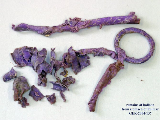 Example of remains of a fragmented latex party balloon from the stomach of a beached dead Fulmar.