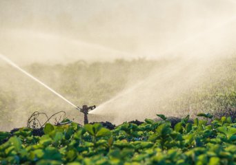 Sprinklers irrigating crops in a field.