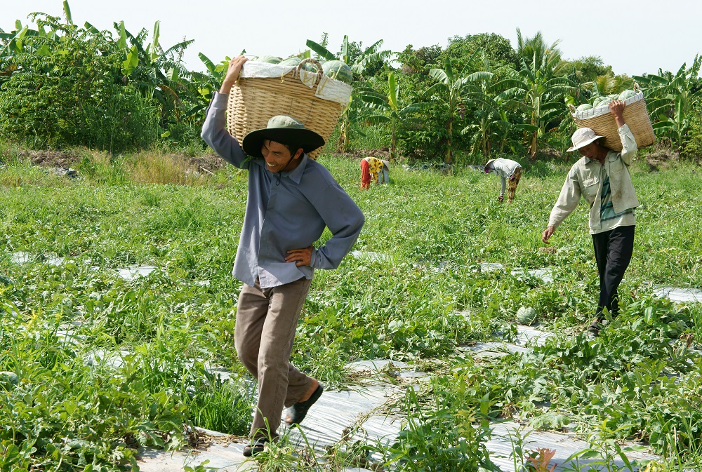 Boeren op een meloenenplantage in de Mekongdelta. Foto: Xuanhuongho / Shutterstock.com
