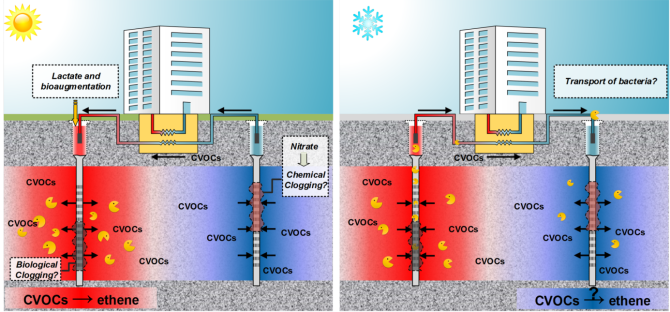 Links: Zomersituatie. De zon verwarmt het gebouw. Het gebouw wordt gekoeld met grondwater uit de koude bron (blauw). De verontreiniging (CVOC=oplosmiddel uit chemische wasserijen) wordt via de ondergrondse warmtewisselaar gepompt naar de warme bron waar de versnelde biologische afbraak tot onschadelijke producten (etheen) afbreekt door de bacteriën. Lactaat draagt bij aan optimale omstandigheden voor biologische afbraak. De aanwezigheid van nitraat kan leiden tot neerslagen in de bron. In een aparte studie is onderzocht hoe neerslagen voorkomen kunnen worden.     Rechts: Wintersituatie. Het gebouw wordt verwarmd met grondwater uit de bron die warm is geworden door de opslag van warmte in de zomer (rood). De meeste bacteriën blijven in deze bron aan de bodem vastzitten om langskomende CVOC-verontreiniging af te breken. Een klein deel van de bacteriën stroomt langs de warmtewisselaar naar de koude bron. Ook hier kan de CVOC-afbraak een beetje gestimuleerd worden.  