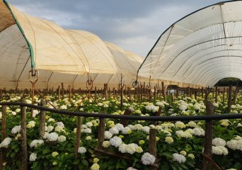 Introduction flower sector assessment