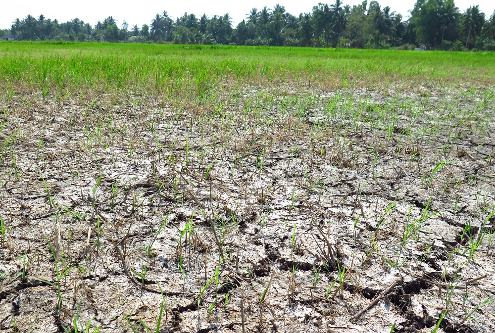 De bodem van een door droogte en verzilting aangetaste rijstplantage. Foto: Shutterstock.com
