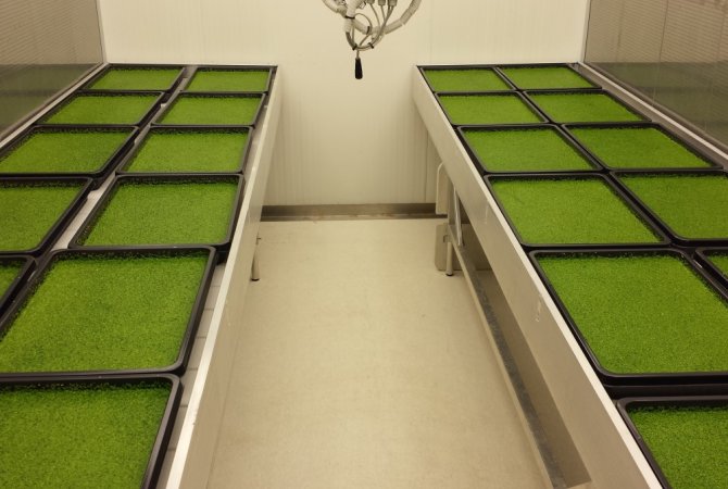 Indoor cultivation of duckweed for research on composition