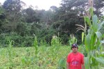 Farmer Fermin in his milpa (maize field) that borders secondary forests