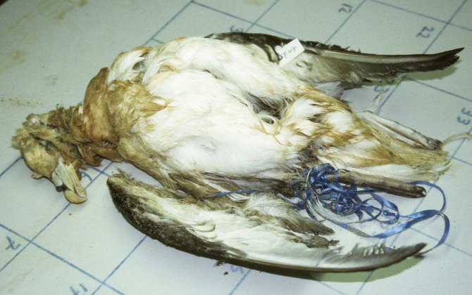 Noordse Stormvogel (Fulmarus glacialis) verstrikt in ballonlint.