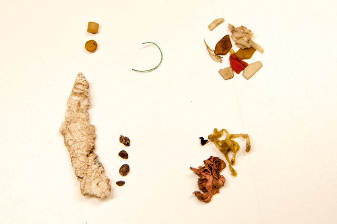 Quantities of latex rubber in stomachs are not always of spectacular size. This photographs shows a stomach content with a range of plastic debris, including two pre-production industrial pellets (top left), threadlike materials, foams, fragments and sheetlike plastics. The orange object at bottom right is a shrivelled piece of latex balloon. Although such a piece may not be the sole and direct cause of death, and probably passes the digestive system more rapidly than the plastics, negative impacts cannot be excluded. 