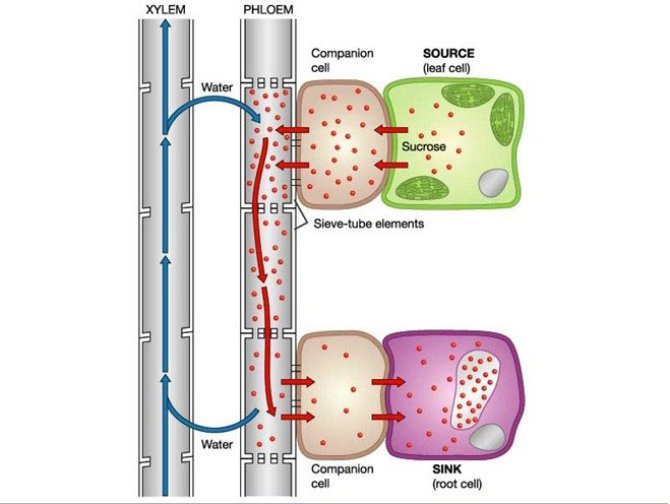 Afbeelding 1: Sucrosetransport van source-cel naar sink-cel. In de source-cel (in het blad) worden de door fotosynthese aangemaakte triofosfaten gedeeltelijk omgezet in sucrose. Deze suiker kan vervolgens worden gebruikt in die cel of eerst worden getransporteerd naar sink-cellen via naastliggende cellen, en vervolgens via zeefvatcellen en het bastweefsel. De sucrose wordt vervolgens vanuit het bastweefsel afgegeven aan sink-cellen (bijv. in de wortels, vruchten of knollen). Daar wordt hij verwerkt door verschillende enzymen, zoals invertase en sucrosesynthase.