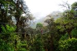 Canopy Trail in Tambopata Rainforest (Peru 2013)