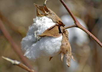 Introduction cotton sector assessment
