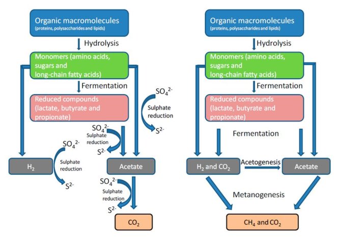 Figure : The sequential pattern of microbial degradation of complex organic matter in anoxic environments in the presence and absence of sulphate (Muyzer & Stams, 2008).