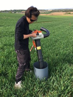 A WUR student samples spiders in a wheat field by means of the DVAC suction sampling method. Photo: Kiki de Waart